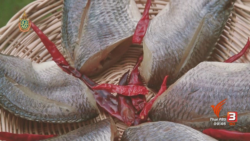 นารีกระจ่าง : สุดยอดแม่บ้าน : เคล็ดลับการกำจัดแมลงไม่ใช้สารเคมี