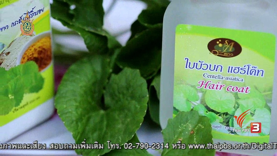 คนสู้โรค : วิสาหกิจชุมชนสมุนไพรบึงพระ