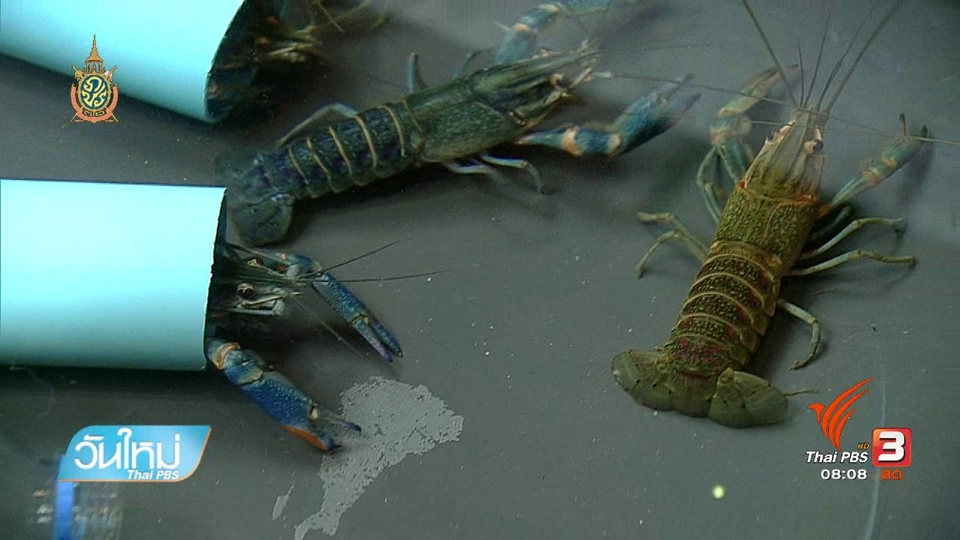 ลงทุนทำกิน : เลี้ยงกุ้งก้ามแดงสร้างรายได้