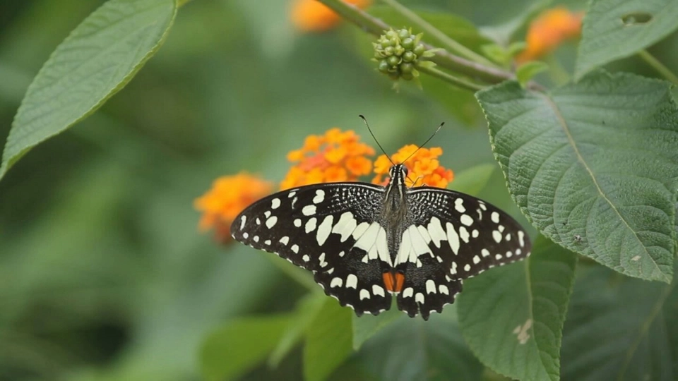 บ้านฉันป่าใหญ่ บ้านเขาเหล็ก จ.กาญจนบุรี