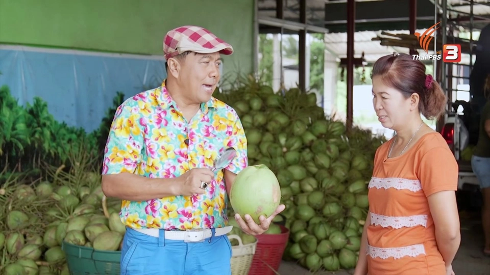 สายสืบเจาะตลาด : สำรวจราคามะพร้าว