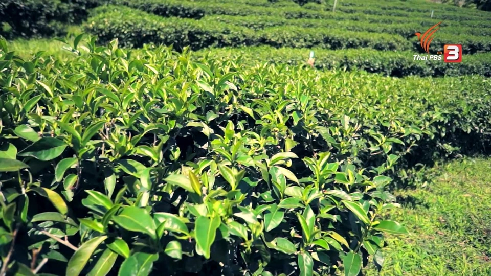 อาหารเป็นยา : ชา