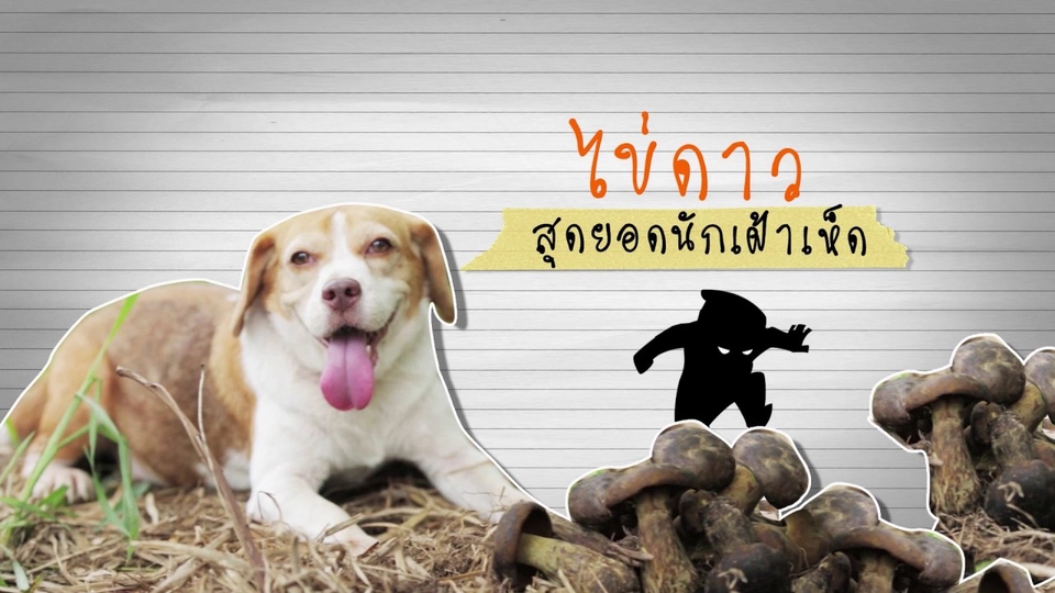 คลิปไข่ดาว เฝ้าเห็ดตับเต่า
