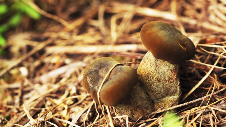 เห็ดตับเต่า