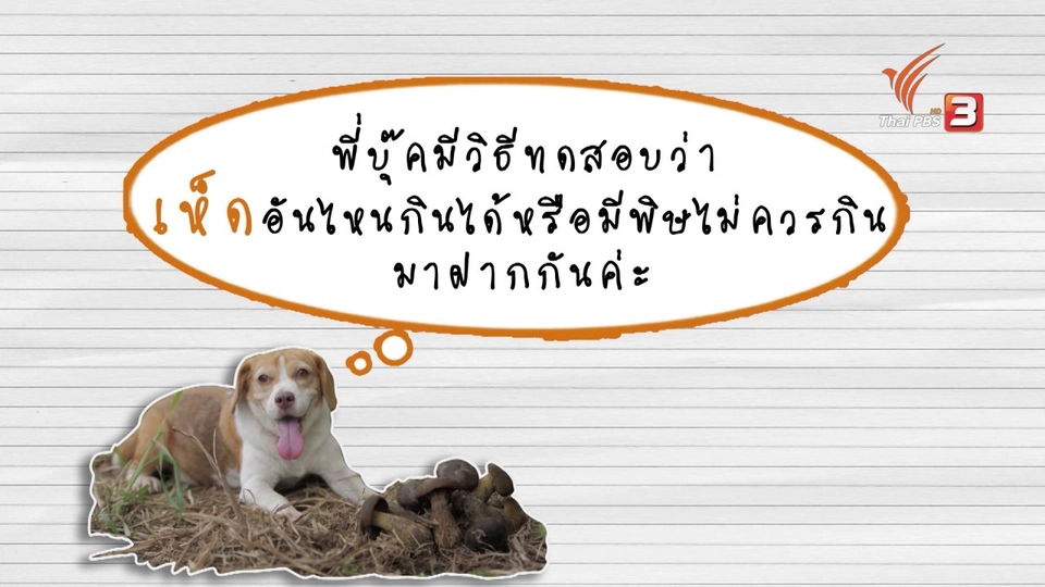 วิธีทดสอบเห็ดว่ามีพิษหรือไม่