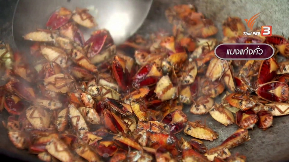 ตะลุยทั่วไทย : แมงแก๋งคั่ว