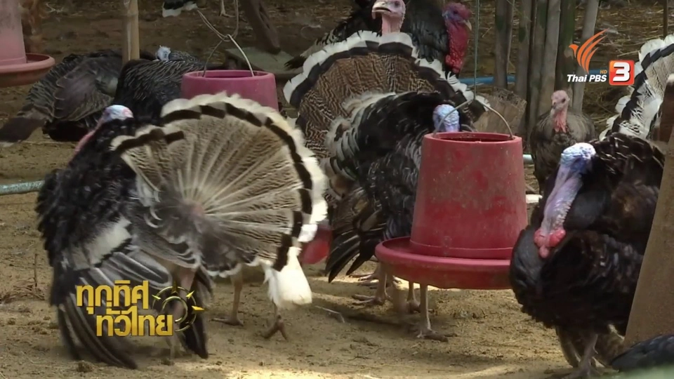 วิถีทั่วไทย : ไก่งวง