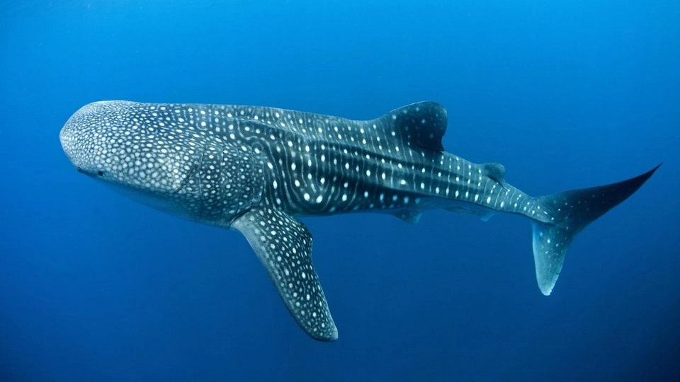 ฉลามวาฬ