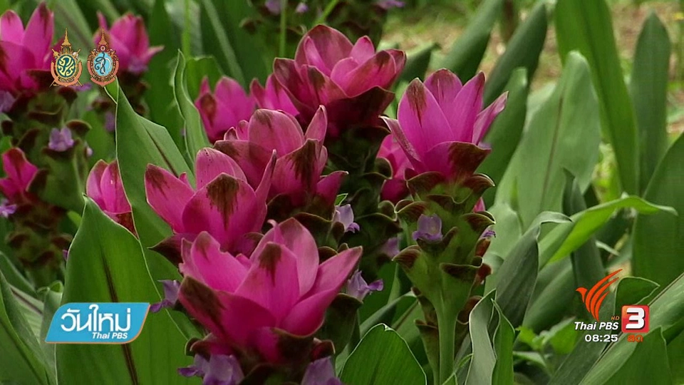 บอกเล่าข่าวดี : ชมดอกกระเจียว จ.สุพรรณบุรี