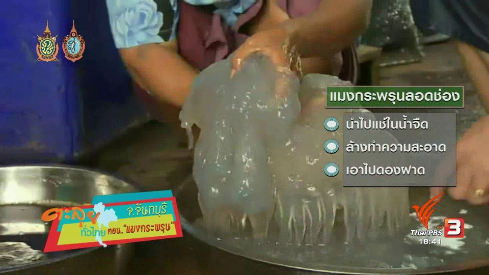 ตะลุยทั่วไทย : แมงกระพรุน