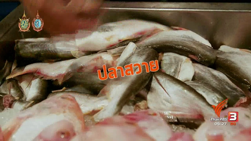 สายสืบเจาะตลาด : สำรวจราคาปลาน้ำจืด จ.สิงห์บุรี  (8 ส.ค. 59)