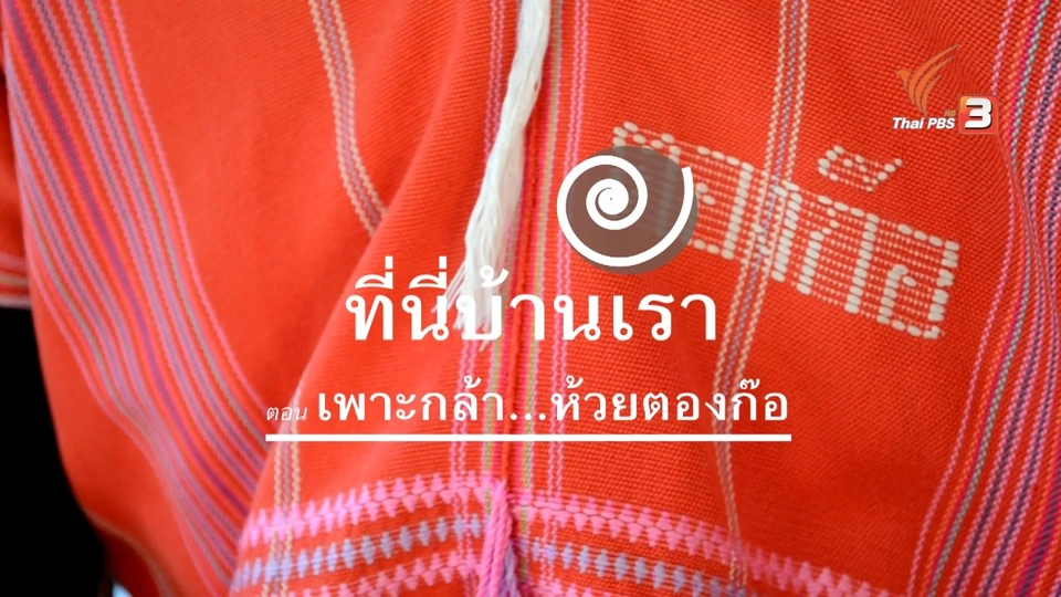 เพาะกล้า...ห้วยตองก๊อ