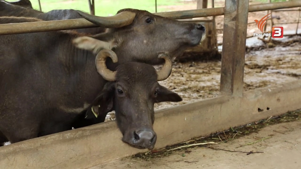 ค.ควายให้นม