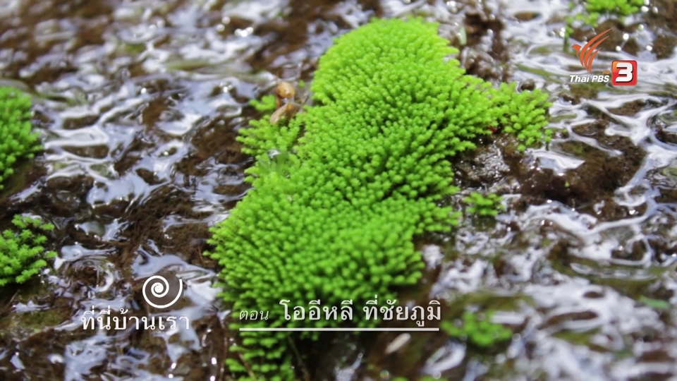 โออีหลี ที่ชัยภูมิ