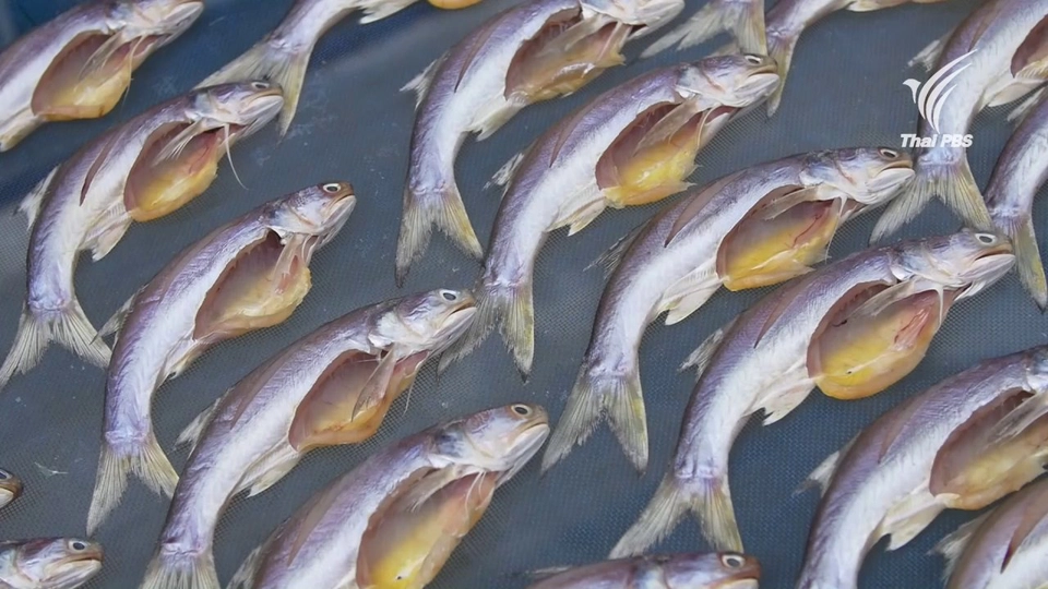 ปลากุเลาแดดเดียว