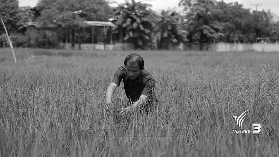 การปลูกข้าวอินทรีย์