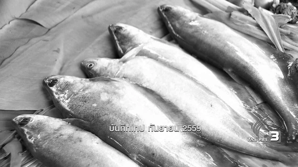 ตะลุยทั่วไทย : เบ็ดปลาตี