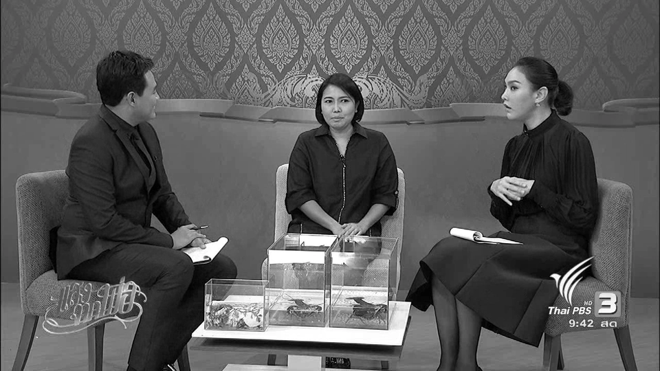 กุ้งก้ามแดง กุ้งพระราชทาน ในหลวงรัชกาลที่ 9 สร้างอาชีพให้กับคนไทย