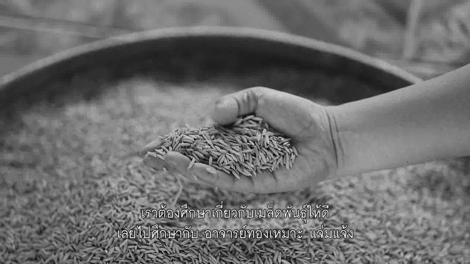 การดำนากล้าต้นเดียว