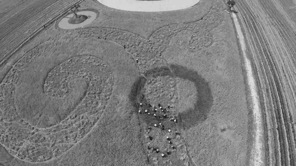 แสงจากพ่อ : เกี่ยวข้าวเป็นเลข 9 จ.ร้อยเอ็ด