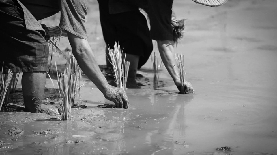 การเพาะกล้าข้าว