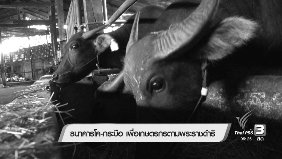 ธนาคารโค-กระบือ เพื่อเกษตรกรตามพระราชดำริ