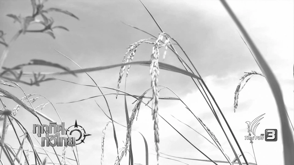 ประเด็นข่าว ( 15 พ.ย. 59)