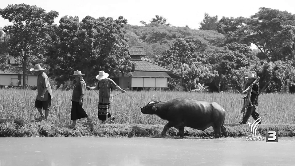 แฮกนาชาวเหนือ (แรกนา)