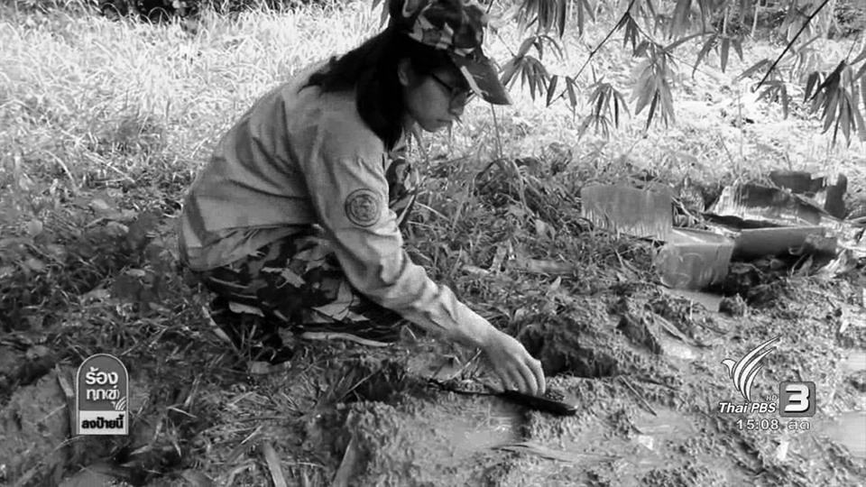 ช้างป่า รุกเขตชุมชน จ.สุราษฎร์ธานี