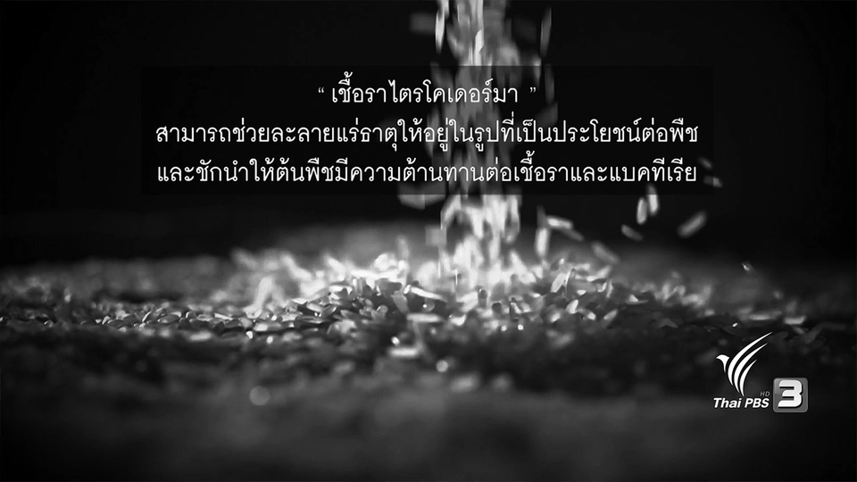 ภูมิปัญญา จุลินทรีย์ดูแลเมล็ดพันธุ์ข้าว