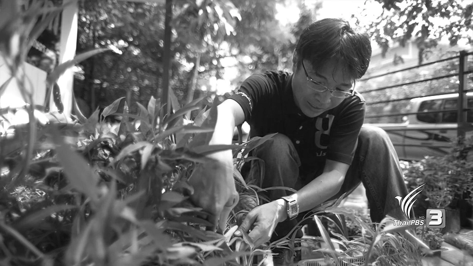 ปลูกผักบุ้งตะกร้า