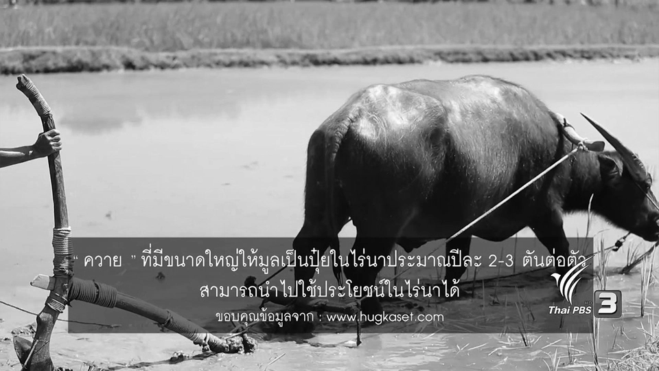 การไถเตรียมดินโดยควาย