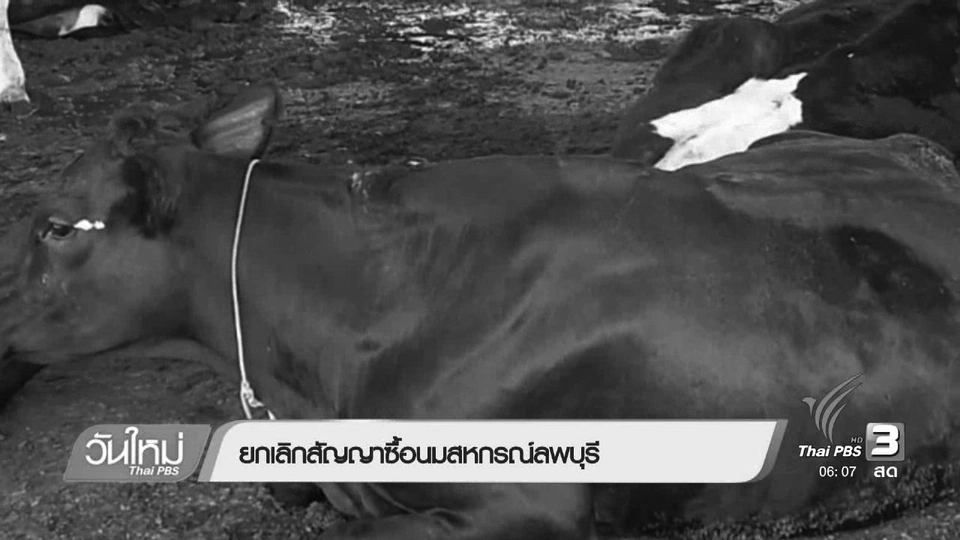 ยกเลิกสัญญาซื้อนม จากสหกรณ์ลพบุรี