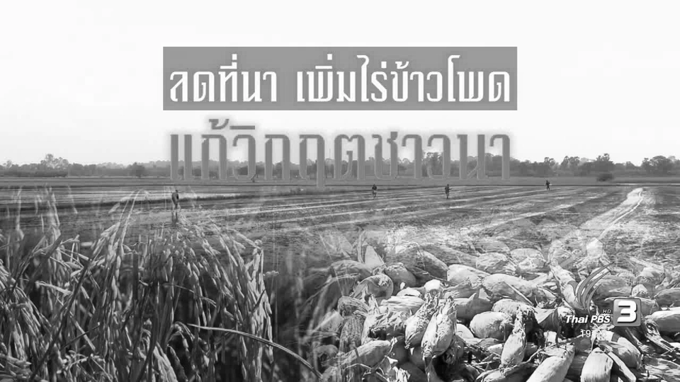 ลดที่นา เพิ่มไร่ข้าวโพด แก้วิกฤตชาวนา