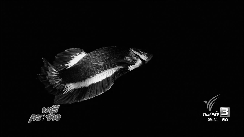 “เจ้าไตรรงค์” ปลากัดลายธงชาติไทย ประมูลแพงที่สุดในโลก