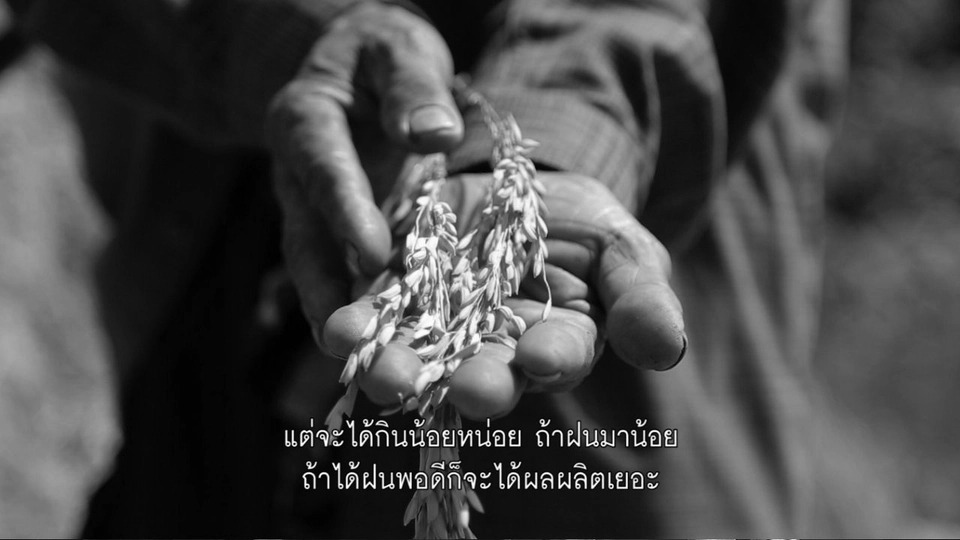 การปลูกข้าวไร่