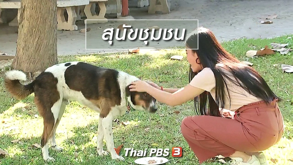 นารีสนทนา : สุนัขชุมชน