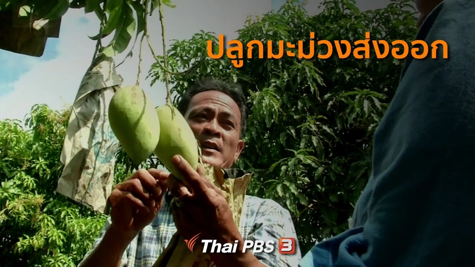 อาชีพทั่วไทย : ปลูกมะม่วงส่งออก