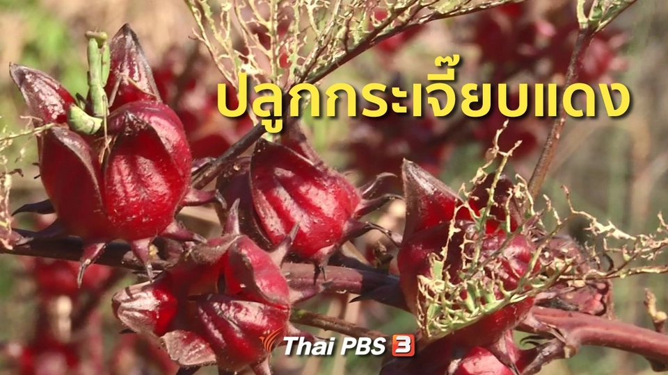อาชีพทั่วไทย : ปลูกกระเจี๊ยบแดง