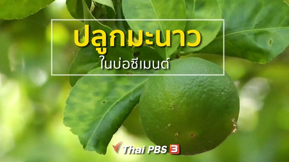 อาชีพทั่วไทย : ปลูกมะนาวในบ่อซีเมนต์