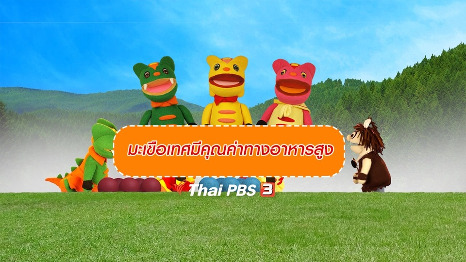 เกร็ดน่ารู้กับตาต้าตีตี้โตโต้ : มะเขือเทศมีคุณค่าทางอาหารสูง