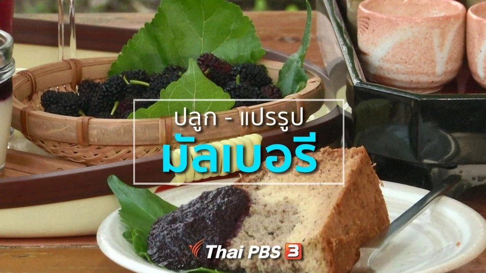 อาชีพทั่วไทย : ปลูกมัลเบอรี