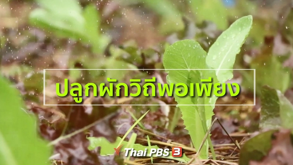 อาชีพทั่วไทย : ปลูกผักวิถีพอเพียง