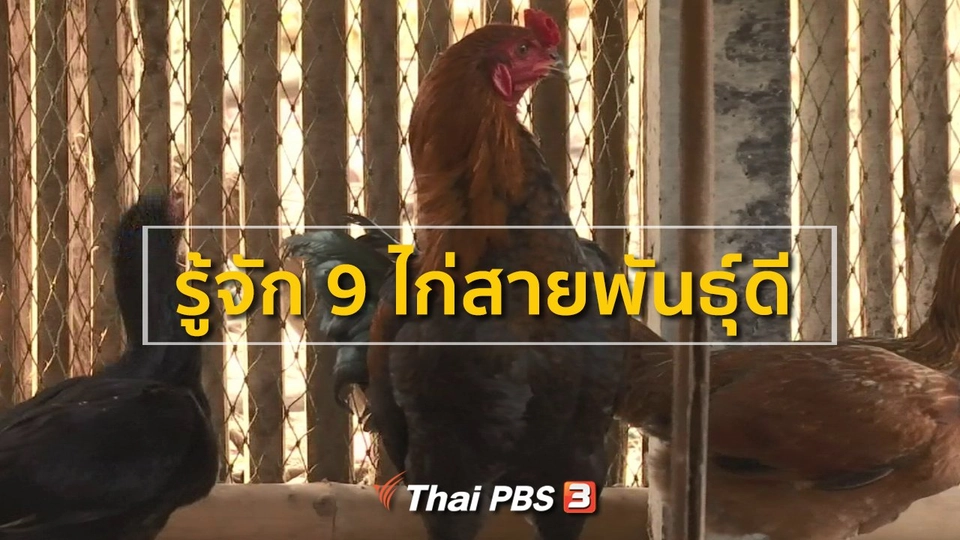 ชุมชนทั่วไทย : รู้จัก 9 ไก่สายพันธุ์ดี
