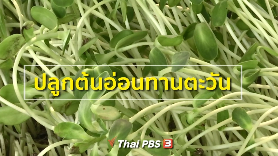 อาชีพทั่วไทย : ปลูกต้นอ่อนทานตะวัน