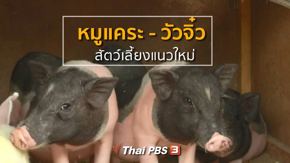 ชุมชนทั่วไทย : หมูแคระและวัวจิ๋ว สัตว์เลี้ยงแนวใหม่