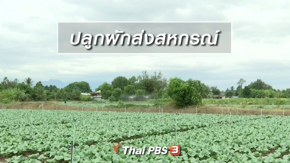 ตะลุยทั่วไทย : ปลูกผักส่งสหกรณ์