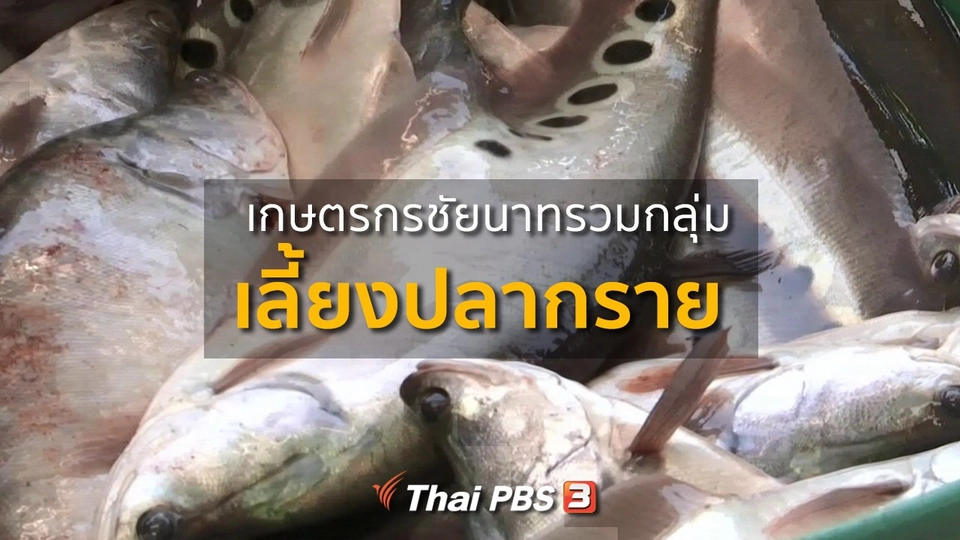 อาชีพทั่วไทย : เกษตรกรชัยนาท รวมกลุ่มเลี้ยงปลากราย