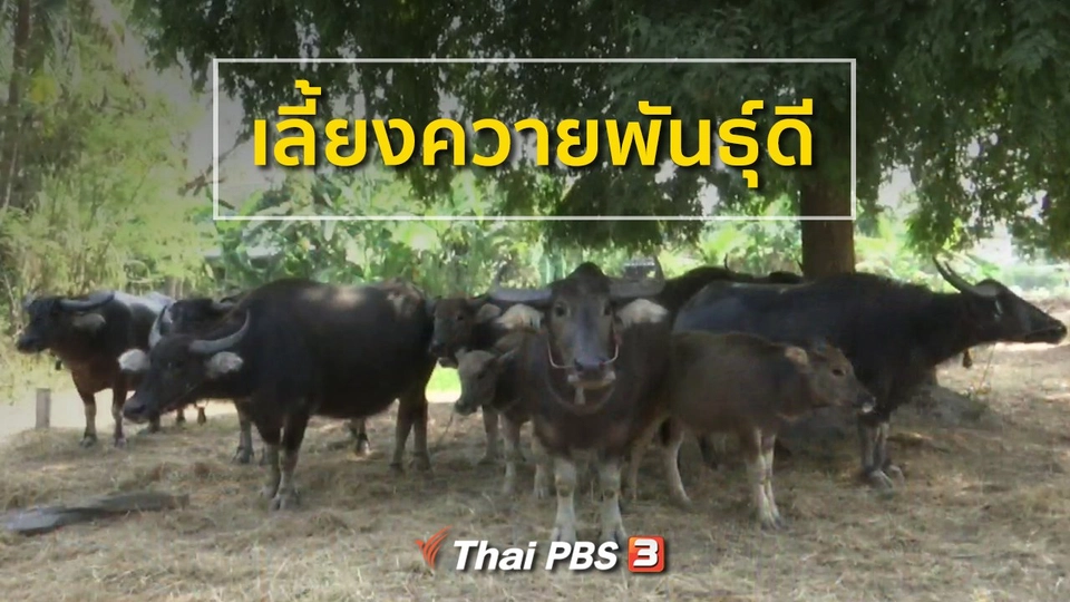 ชุมชนทั่วไทย : เลี้ยงควายพันธุ์ดี