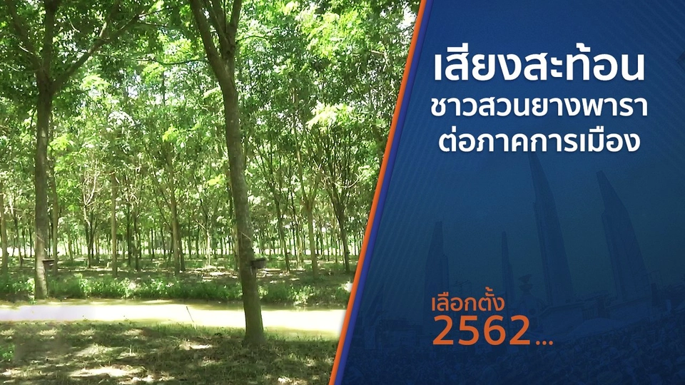 เสียงสะท้อนชาวสวนยางพาราต่อภาคการเมือง